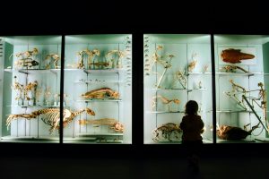 Child looking at animals skeletons in a Museum